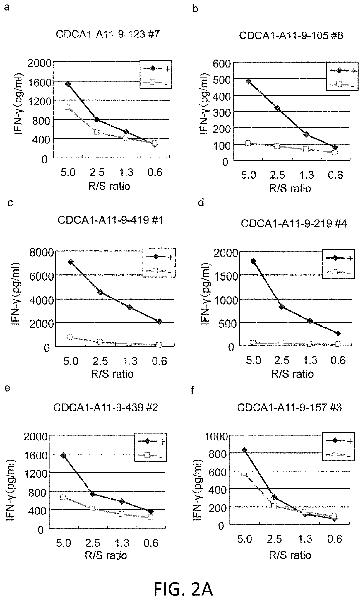 CDCA1-derived peptide and vaccine containing same