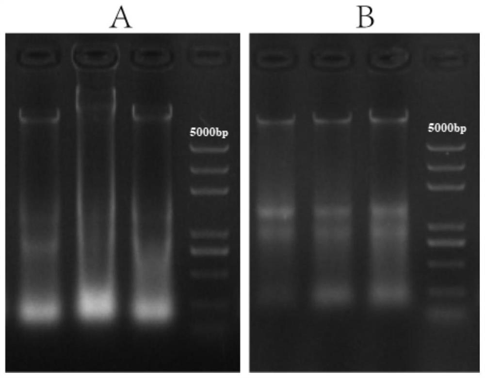 SSR marker for detecting bruchid-resistant variety of broad beans and application of SSR marker