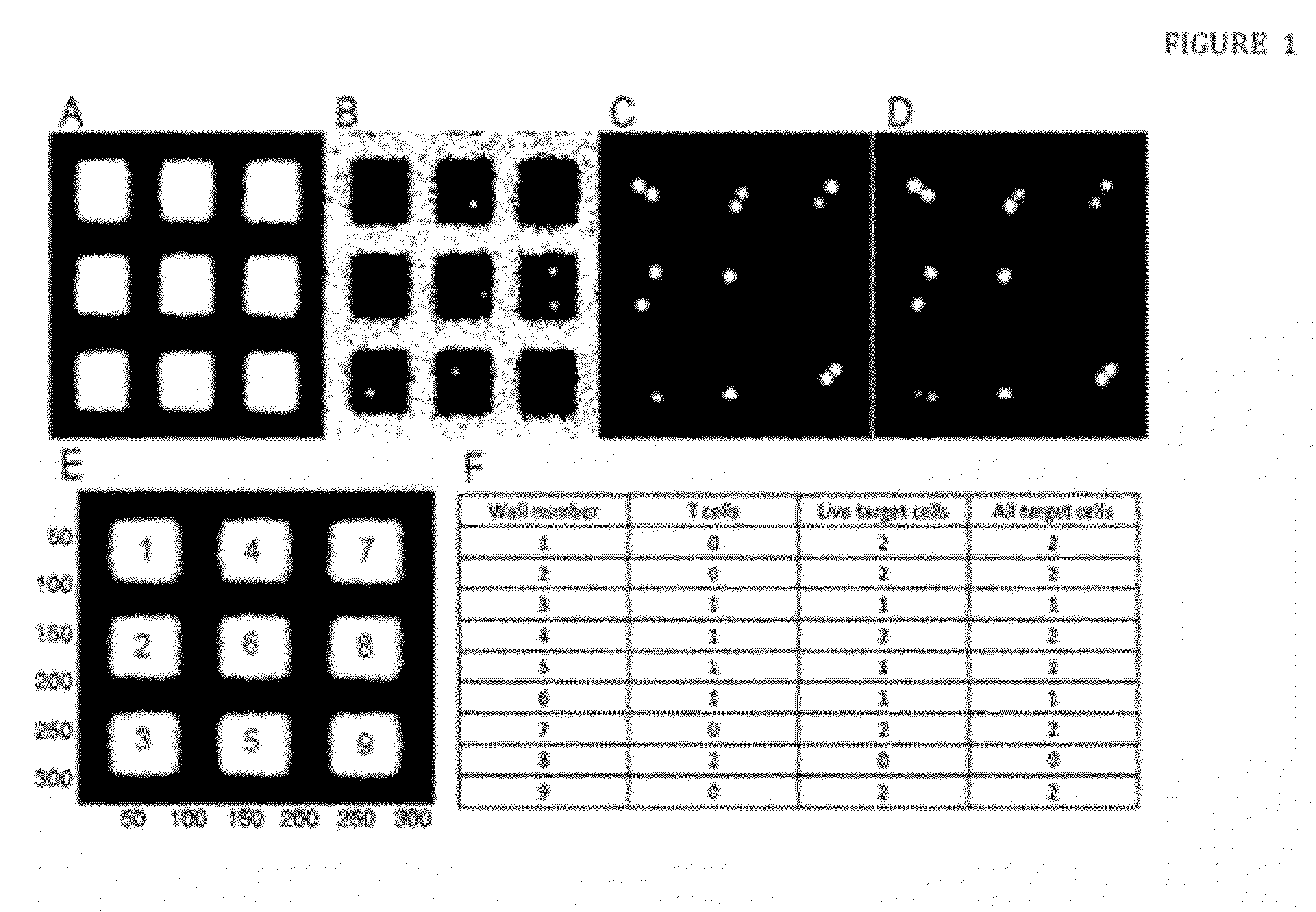 System and Method for Detecting and Quantifying Active T-cells or Natural Killer Cells