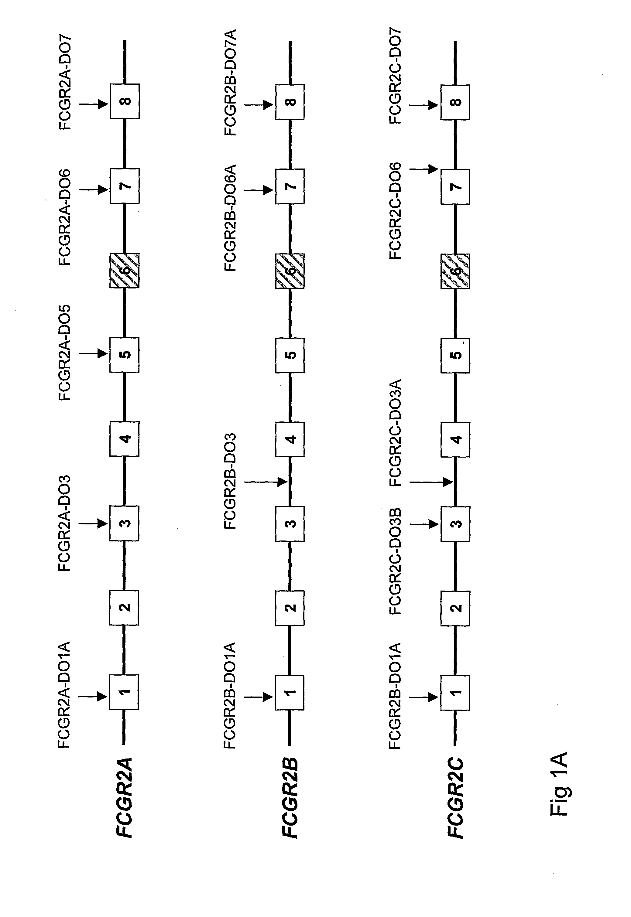 DIAGNOSTIC METHODS INVOLVING DETERMINING GENE COPY NUMBERS AND SNPs IN THE FcyRll/FcyRlll GENE CLUSTER, AND PROBES FOR USE IN SUCH METHODS TO DETECT SUSCEPTIBILITY TO AND TREATMENT EFFICACY IN AUTOIMMUNE DISEASES