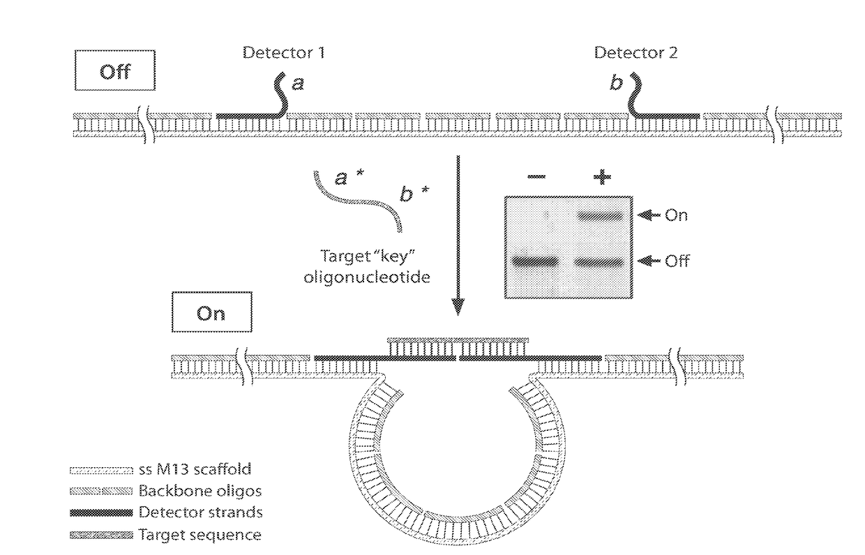 Compositions and methods for analyte detection using nanoswitches