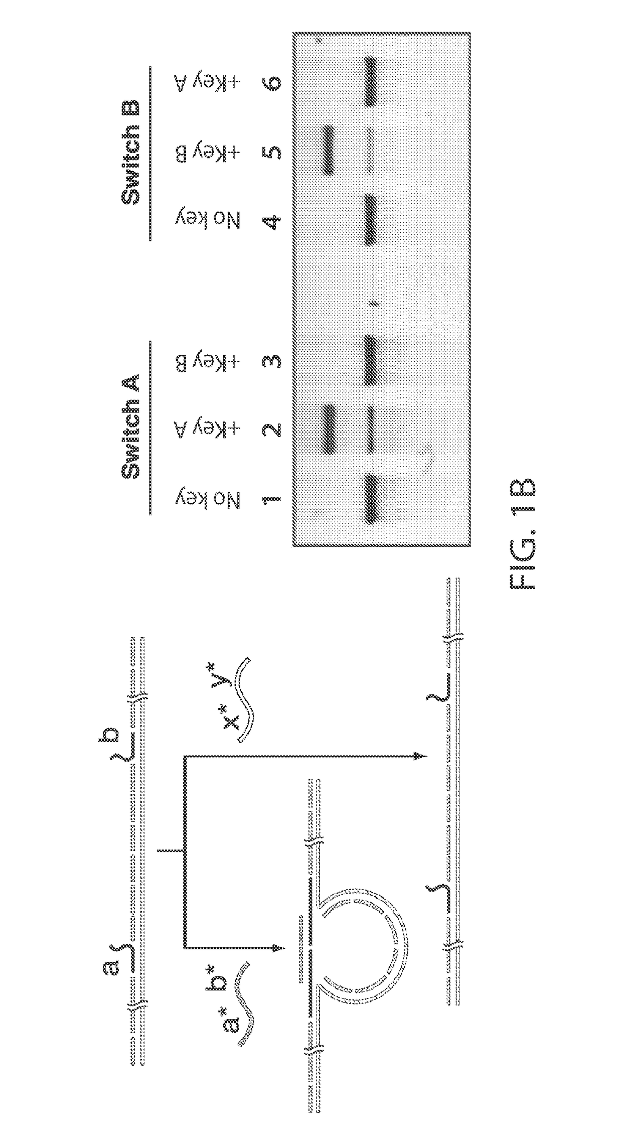 Compositions and methods for analyte detection using nanoswitches