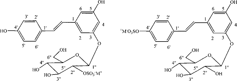 Use of Polygonum cuspidatum extract for preparing anti-HIV and anti-hepatitis B virus products