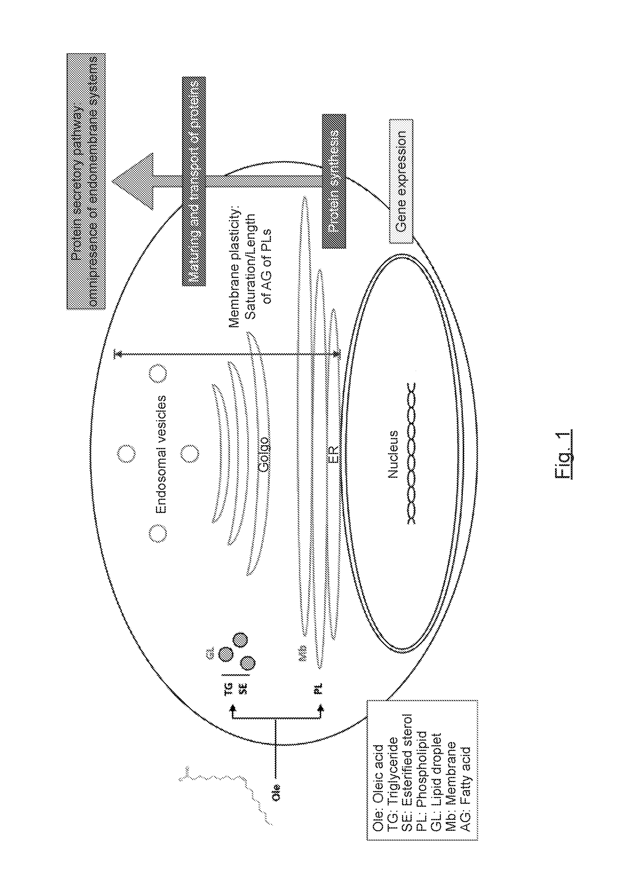 Compounds, compositions and corresponding uses for preventing and/or treating of dyslipidemia