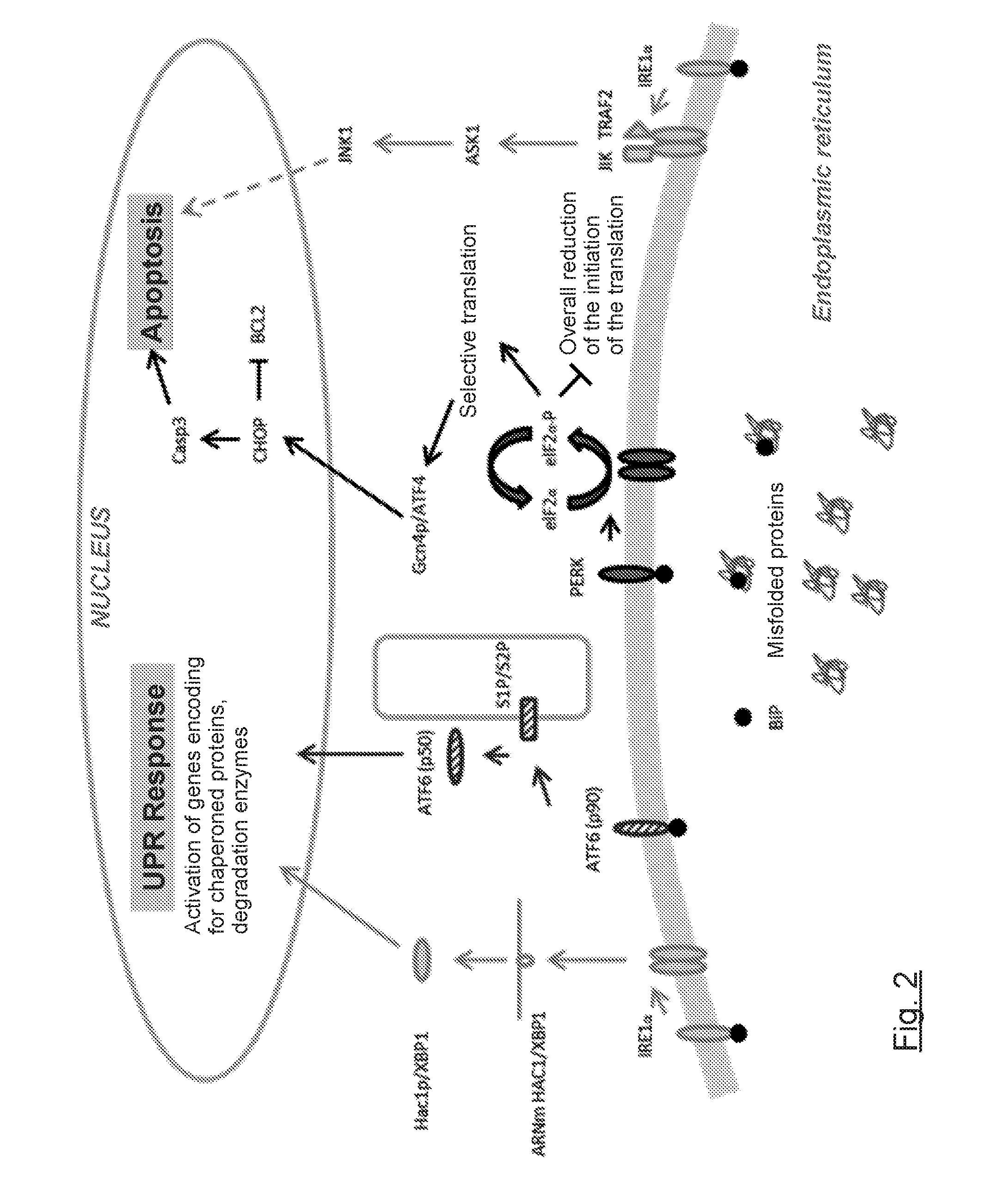 Compounds, compositions and corresponding uses for preventing and/or treating of dyslipidemia