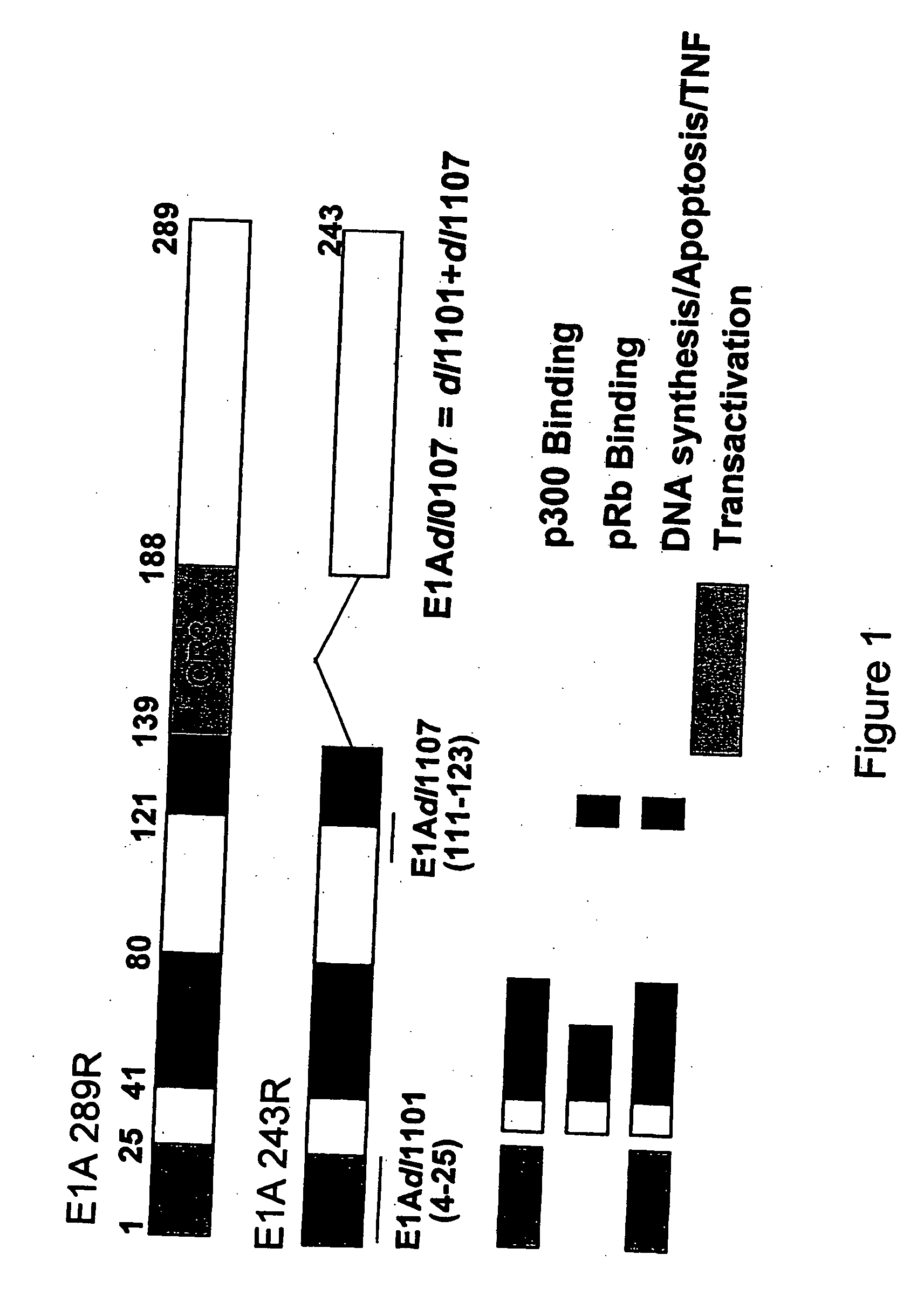 Cell lines for production of replication-defective adenovirus