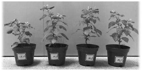Solanum nigrum-based cadmium-arsenic composite contaminated soil plant optimization remediation method