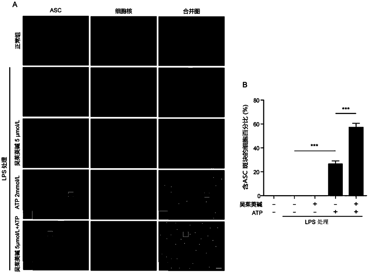 Application of evodiamine in preparation of medicine for enhancing activation of NLRP3 inflammasomes