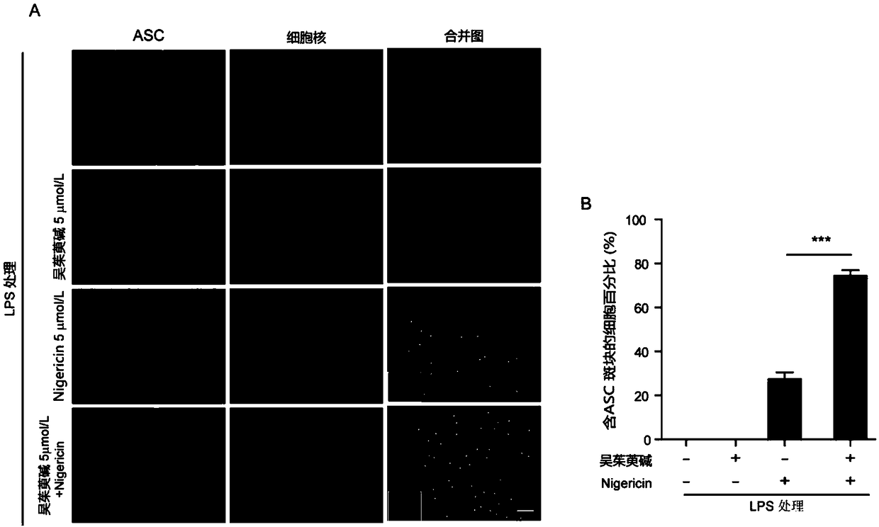 Application of evodiamine in preparation of medicine for enhancing activation of NLRP3 inflammasomes