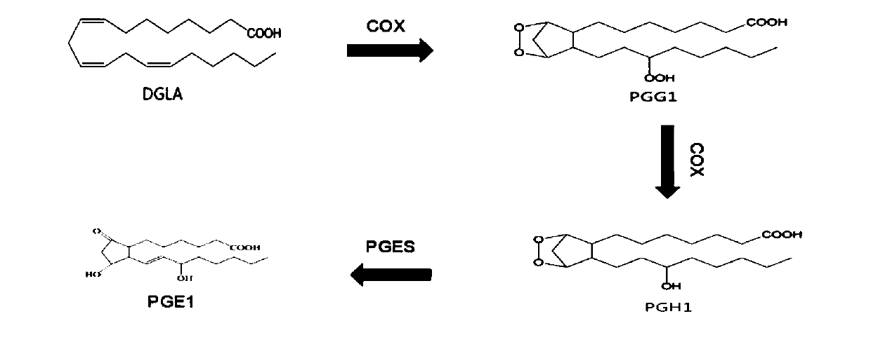 Method for preparing prostaglandin E1 by using gene engineering cyclooxygenase-1 and gene engineering prostaglandin E synthetase-1