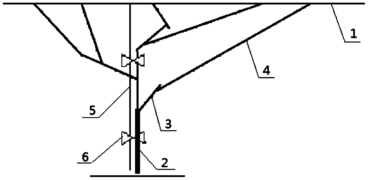 A Method for Quickly Cultivating and Reshaping the Tree Shape of Premature and High Yield Kiwifruit