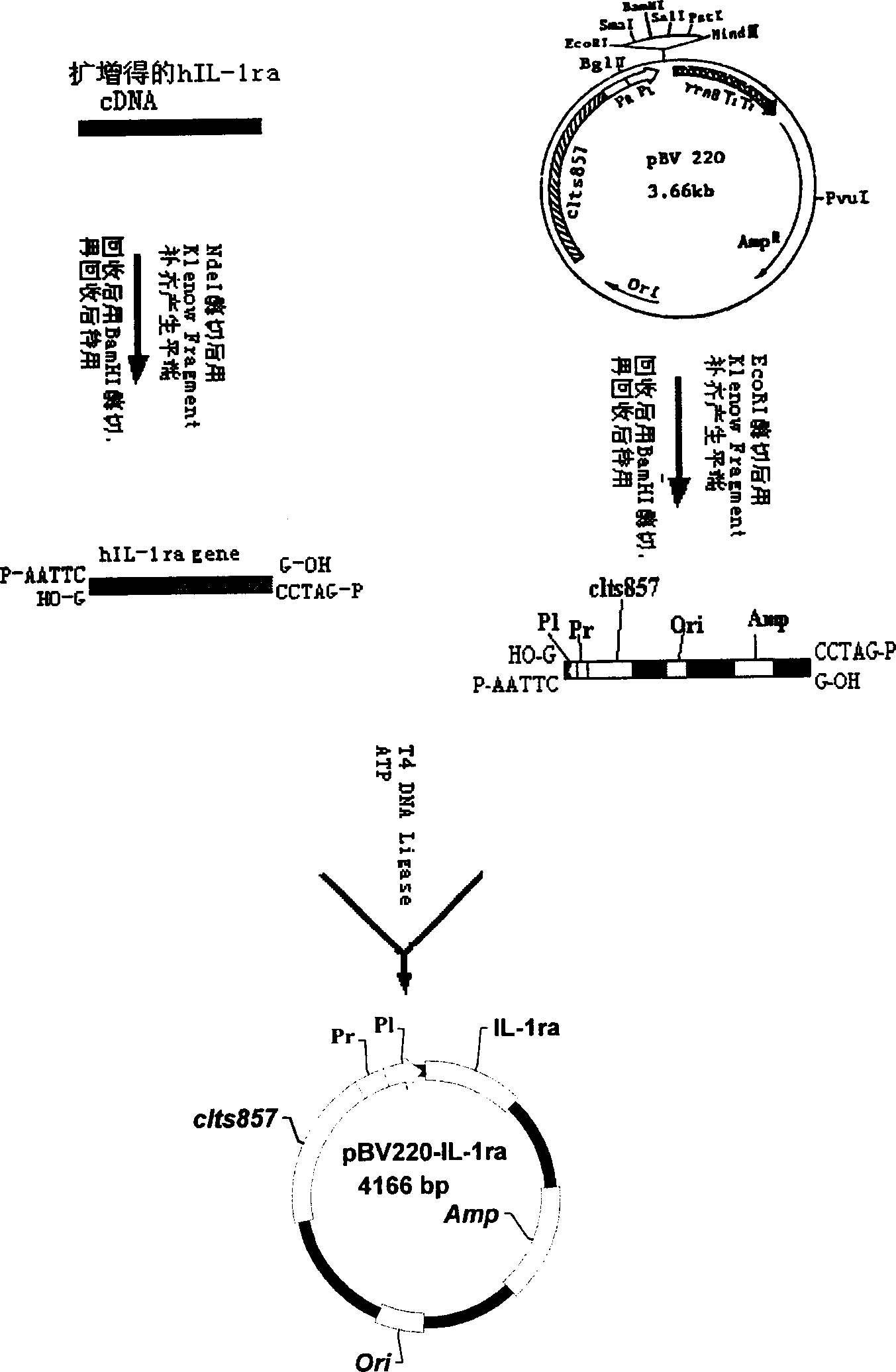 Recombinant human interleukin1 receptor antagon (rhIL-1ra) with low pyrogen and its high efficiency preparation process