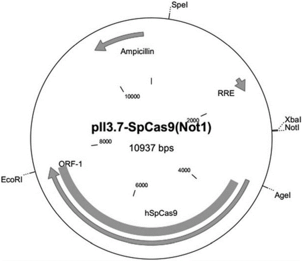 Establishment method of T7-RNA-polymerase-mediated CRISPR (clustered regularly interspaced short palindromic repeats)/Cas9 gene editing system
