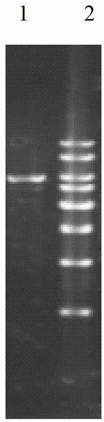 Fungus cellulose enzyme system constitution/characteristic regulation gene and application thereof