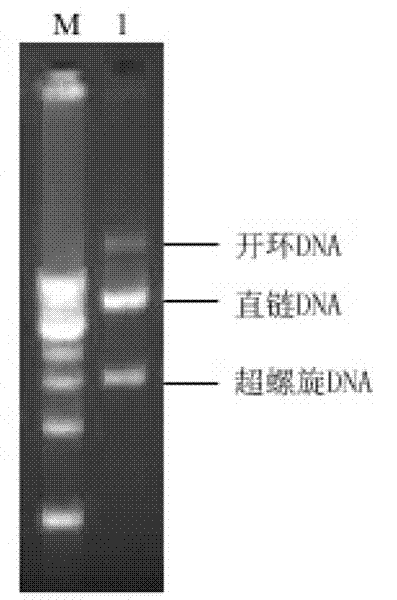 Production method and application of recombinant human non-glycosylated erythropoietin and polyethylene glycol modified product thereof