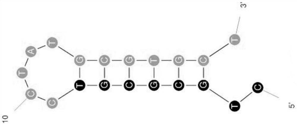 Nucleic acid aptamer of leuco-malachite green and application thereof