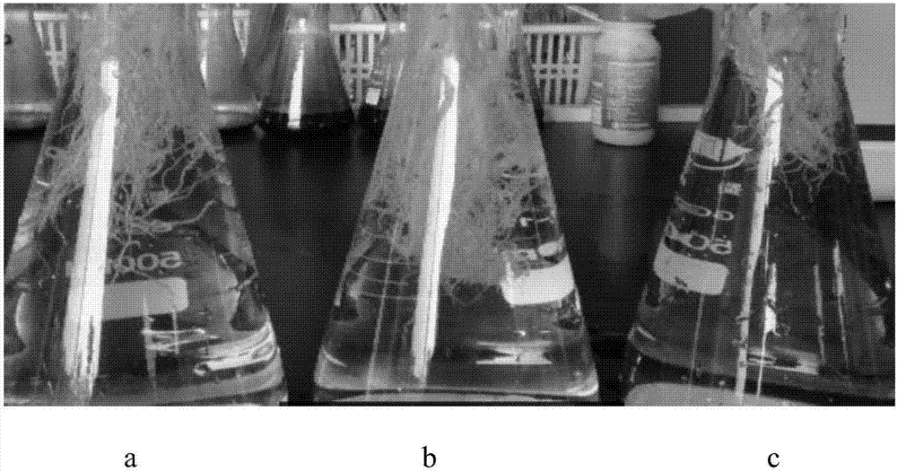 Bio-compound fertilizer suitable for Jiaodong fruit tree areas and preparation method thereof