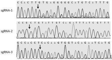 sgRNAs that efficiently edit the porcine miR-17-92 gene cluster