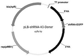 sgRNAs that efficiently edit the porcine miR-17-92 gene cluster