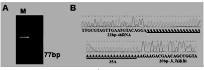 sgRNAs that efficiently edit the porcine miR-17-92 gene cluster