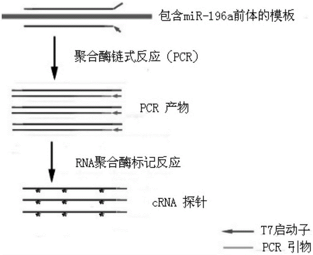 Method for preparing RNA probe by template of miR-196a precursor