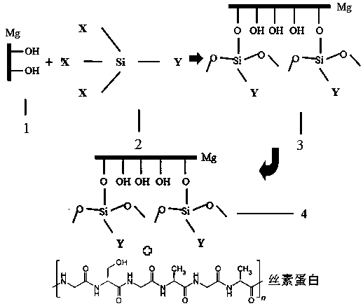 A method for connection between magnesium alloy and silk fibroin