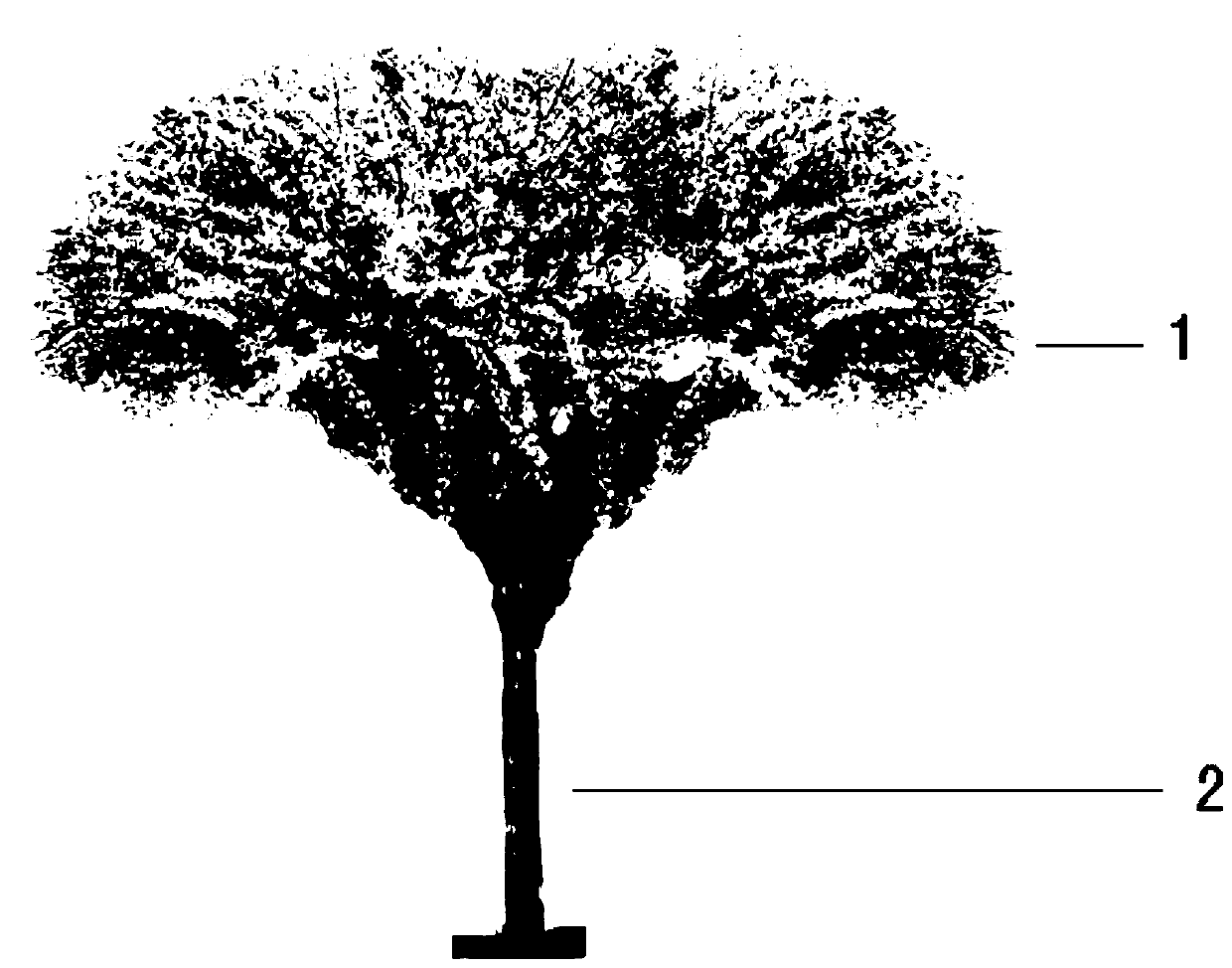 A kind of cultivation method of tree-like winter jasmine