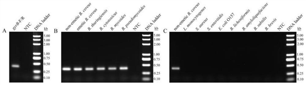 Specific forward and reverse primers and probe for vomiting-causing bacillus cereus, detection kit and application of detection kit