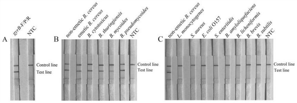 Specific forward and reverse primers and probe for vomiting-causing bacillus cereus, detection kit and application of detection kit