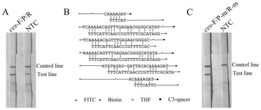 Specific forward and reverse primers and probe for vomiting-causing bacillus cereus, detection kit and application of detection kit