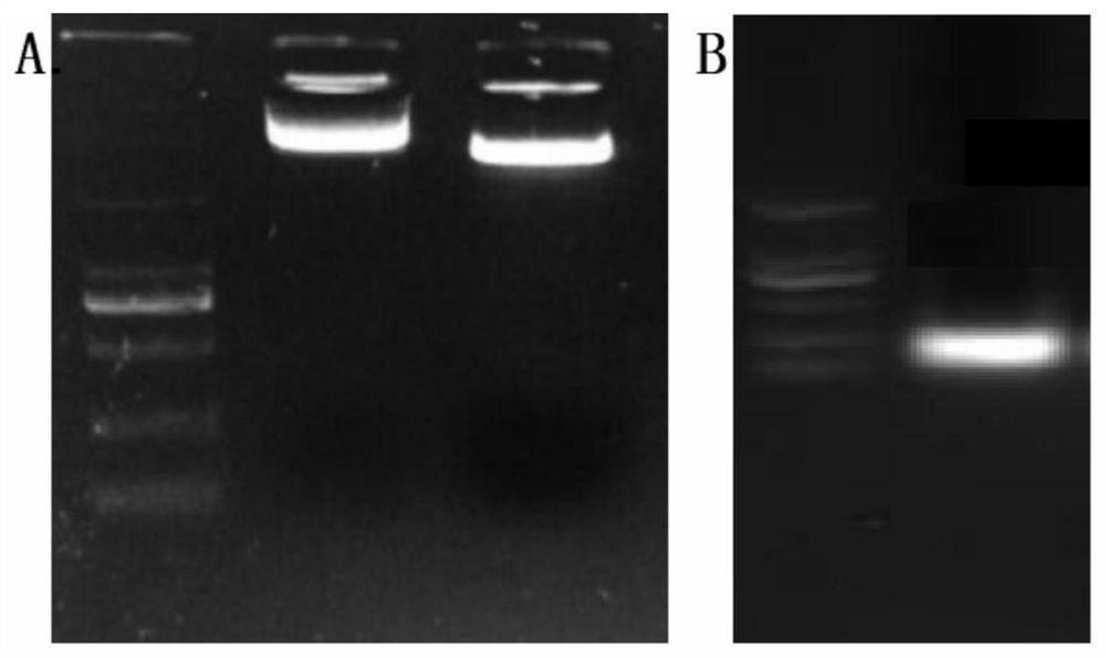 Method for detecting ath-miRNA170-3p targeted MSH2 by using tobacco dual luciferase report system
