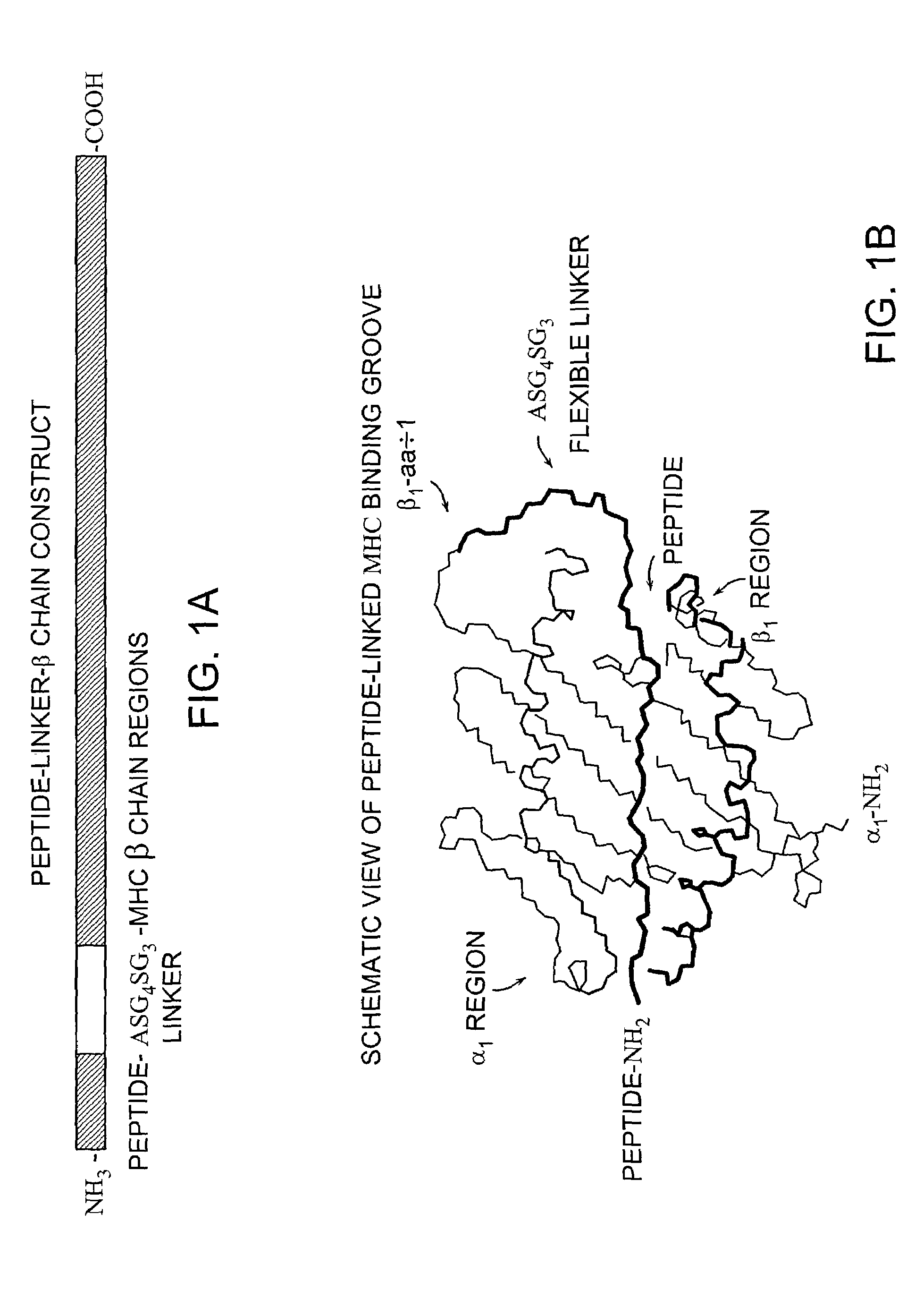 MHC complexes and uses thereof