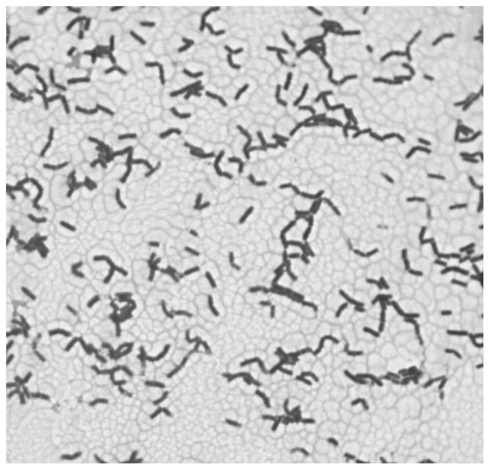 Bacillus velezensis strain for soybean meal fermentation