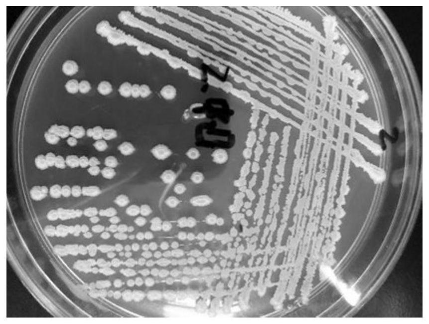 Bacillus velezensis strain for soybean meal fermentation