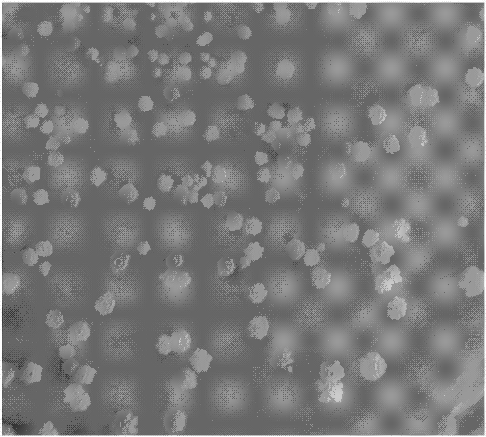 Strain bacillus subtilis SEM-9 from silkworm excrement and application thereof