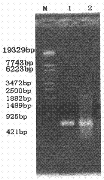 Thermostable chitosanase-producing engineered yeast strain and production method of thermostable chitosanase