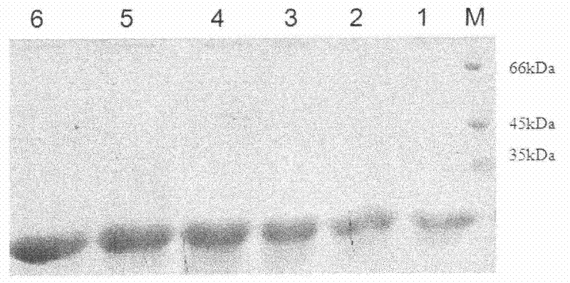 Thermostable chitosanase-producing engineered yeast strain and production method of thermostable chitosanase