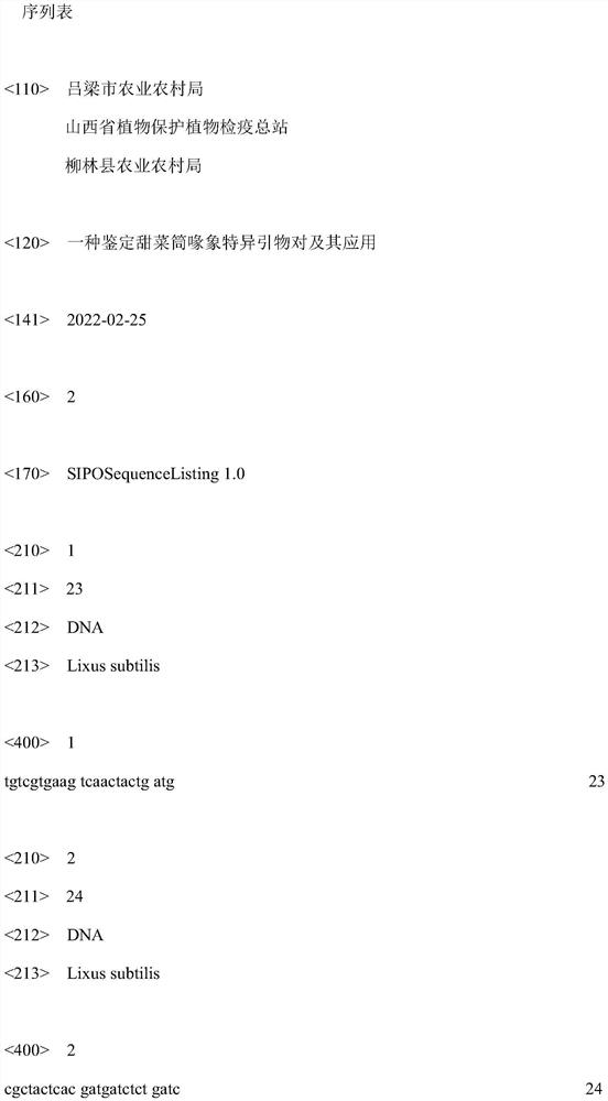 Specific primer pair for identifying beet coracoid and application of specific primer pair