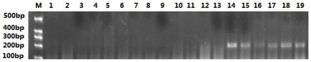 Specific primer pair for identifying beet coracoid and application of specific primer pair