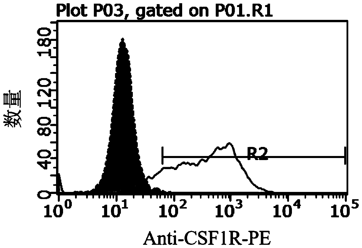 CSF-1R reporter gene cell line and preparation method and application thereof