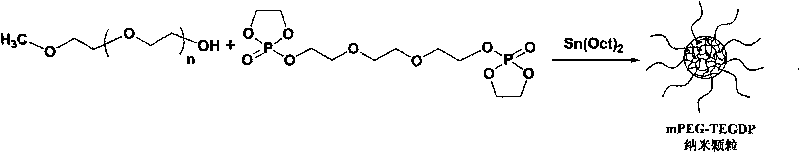 Biocompatibility nanoparticle and application thereof as drug conveying carrier