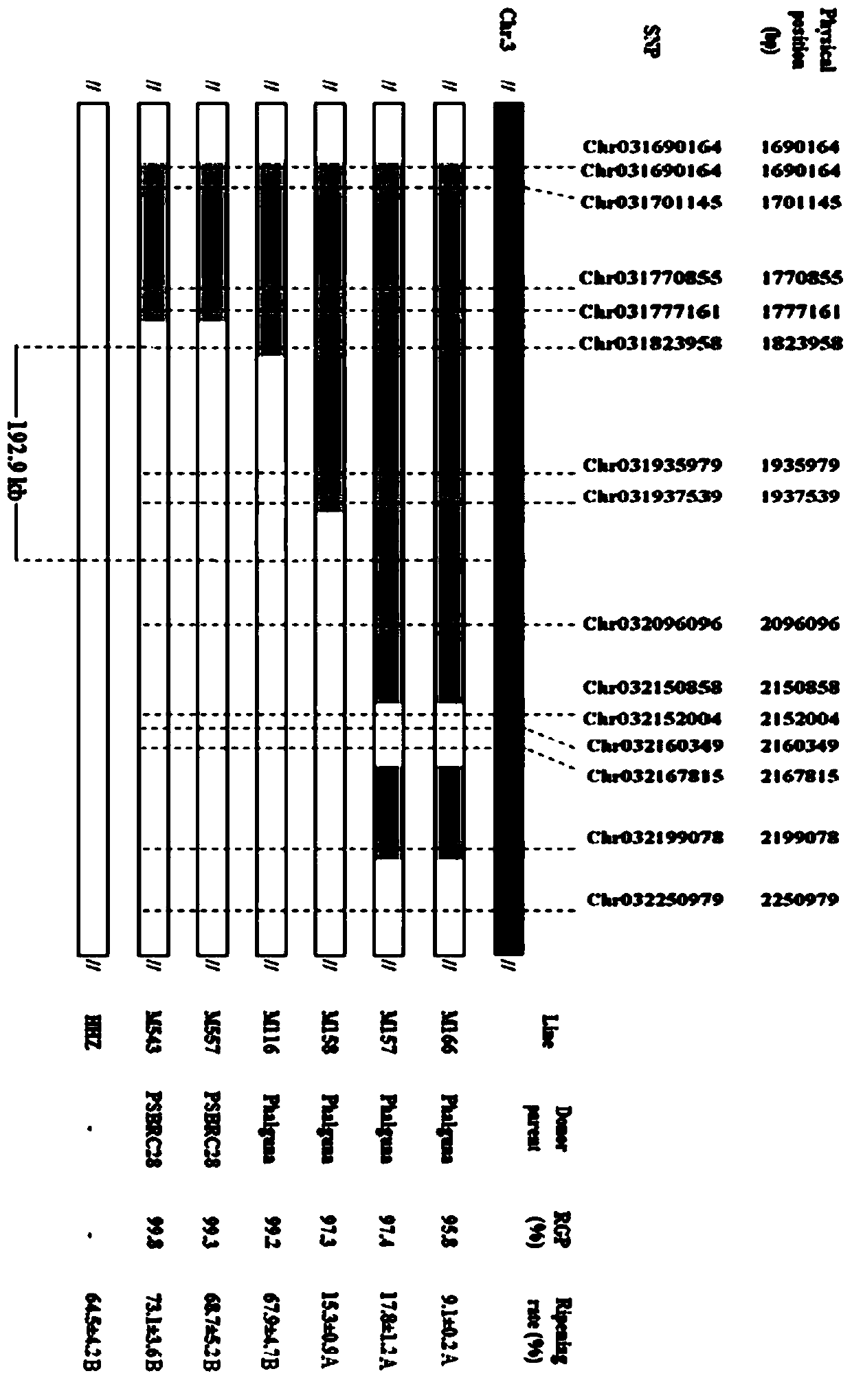 A method for rapid and fine mapping of rice genes