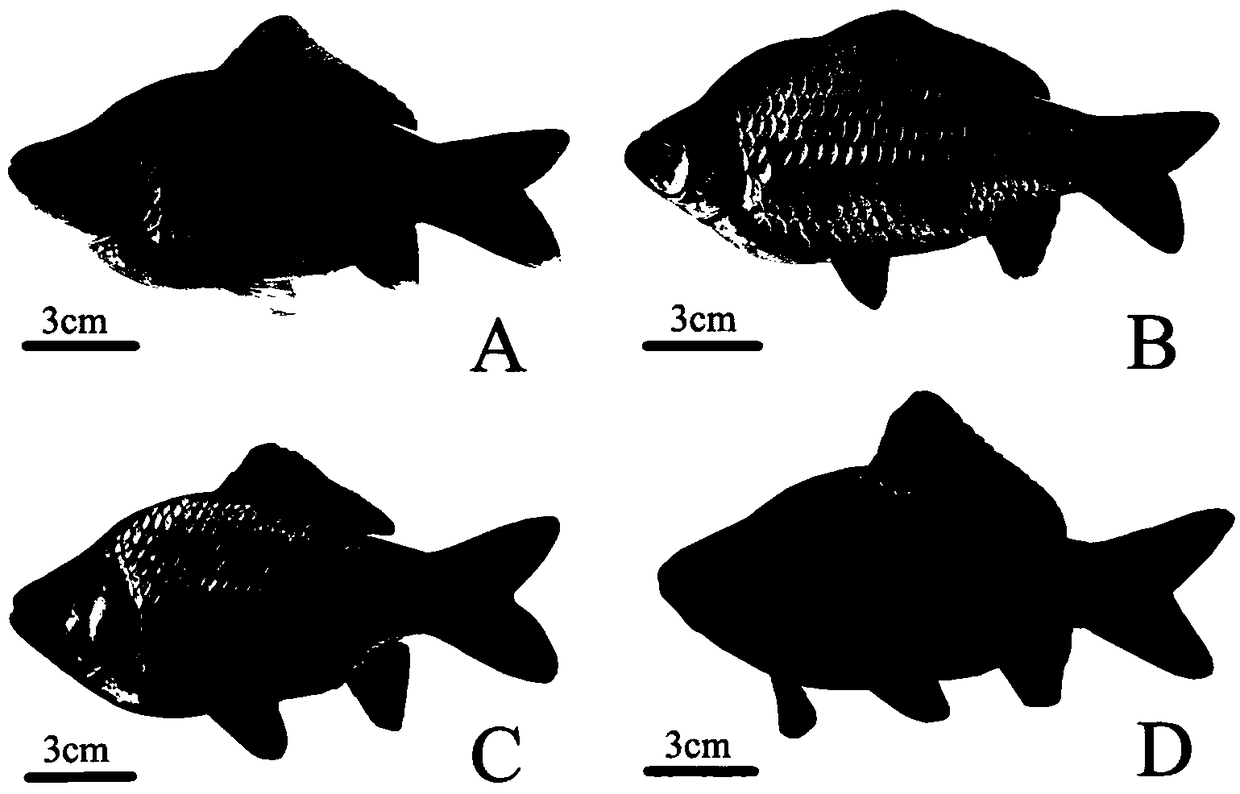 Method for establishing hybrid line of Japanese white crucian carp and red crucian carp and cultivation method of zygotic crucian carp No. 2