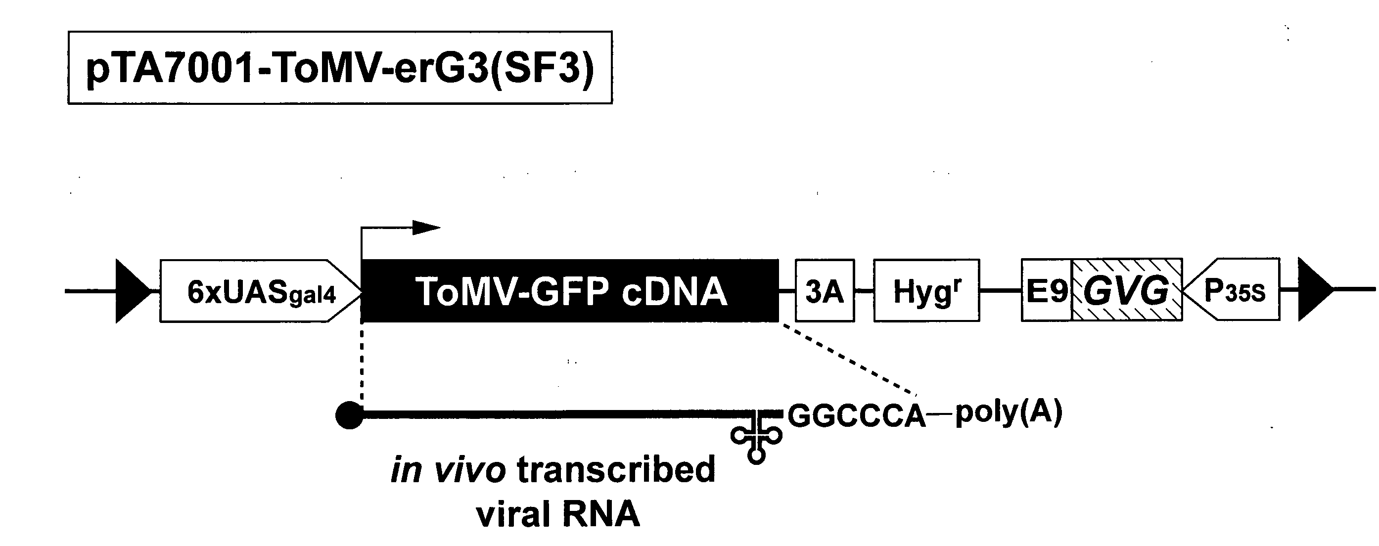 DNA Fragment Method for Producing Transformant for Protein Production and Utilization Thereof