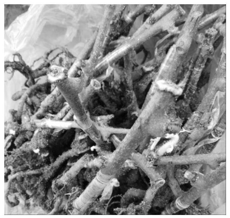 A method for establishing a sand culture technology system for Actinidia plants and its application