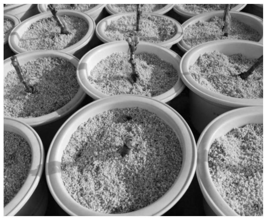A method for establishing a sand culture technology system for Actinidia plants and its application