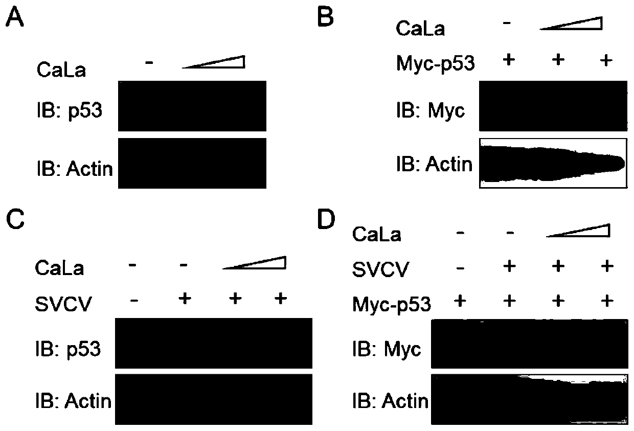 Application of calcium lactate in preparation of medicine for preventing and treating infection caused by spring viremia of carp virus (SVCV)