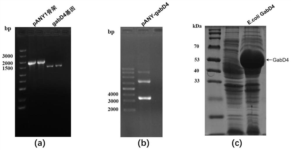 Genetically engineered bacterium for co-production of 3-hydroxypropionic acid and 1,3-propylene glycol as well as construction method and application of genetically engineered bacterium