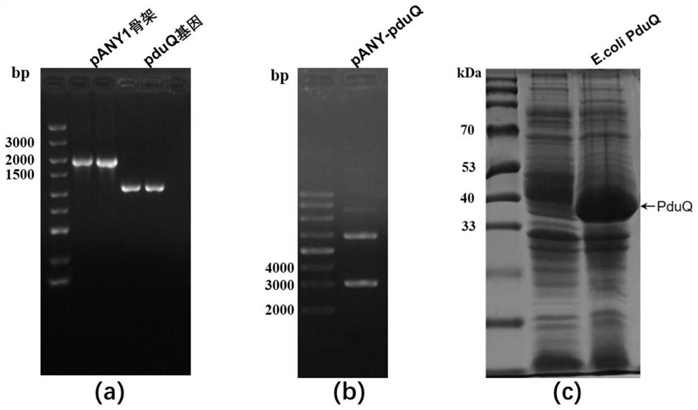 Genetically engineered bacterium for co-production of 3-hydroxypropionic acid and 1,3-propylene glycol as well as construction method and application of genetically engineered bacterium