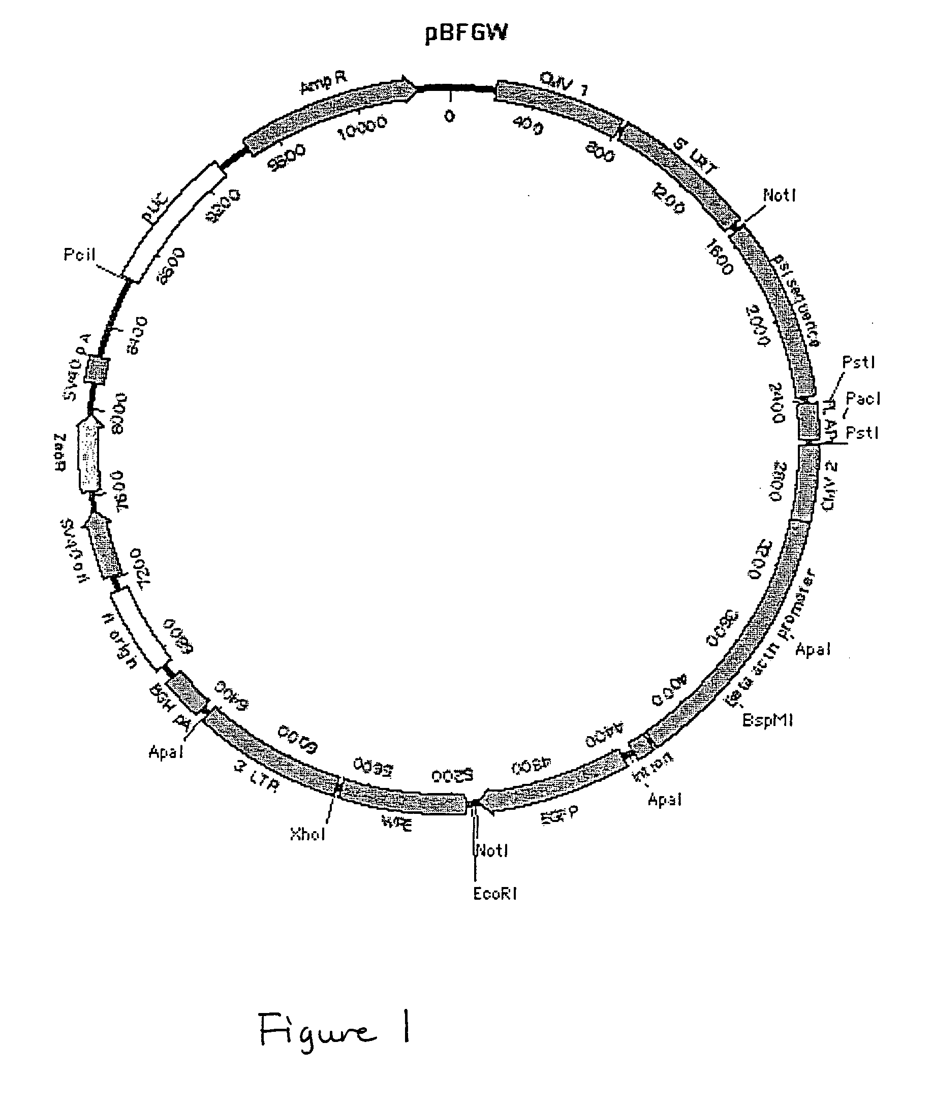 Lentiviral vectors, related reagents, and methods of use thereof